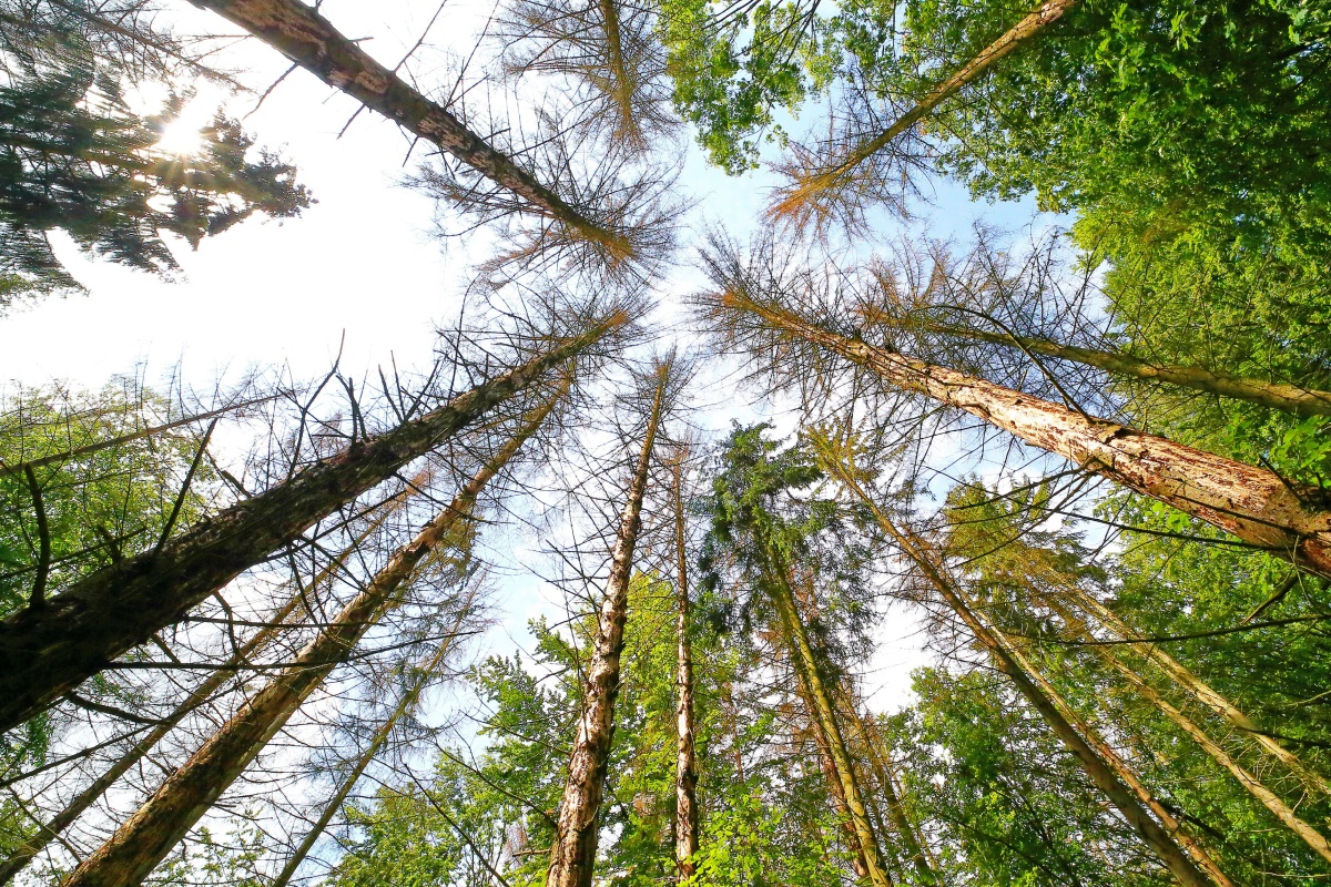 Kahle Bäume ragen von untern herauf in den Himmel.
