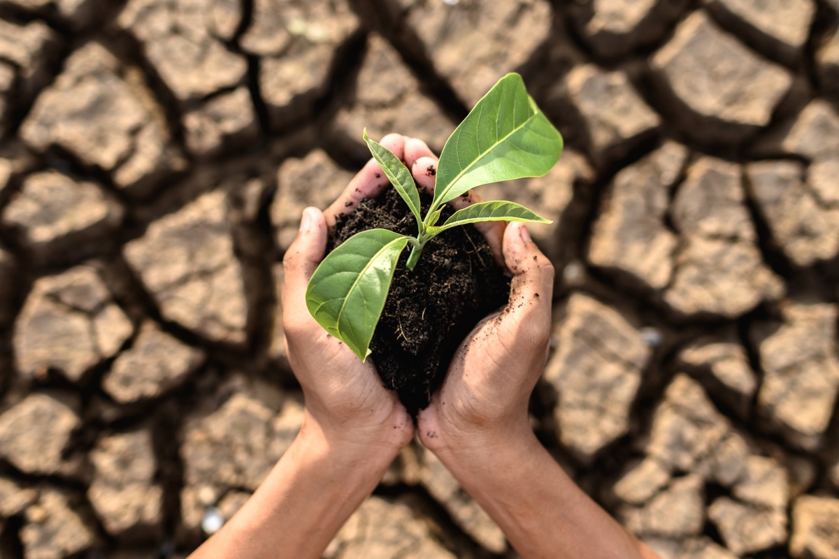 Zwei Hände mit einem Sprössling vor rissigem Boden.