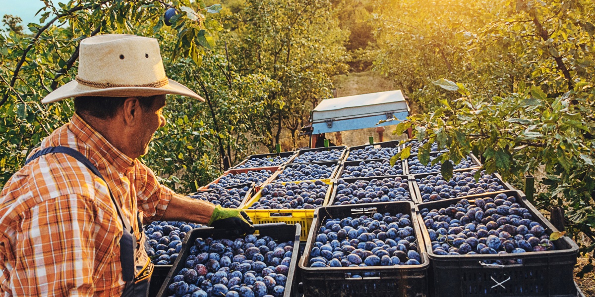 Ein Mann stapelt gerade frisch geerntete Pflaumen auf einem Anhänger.