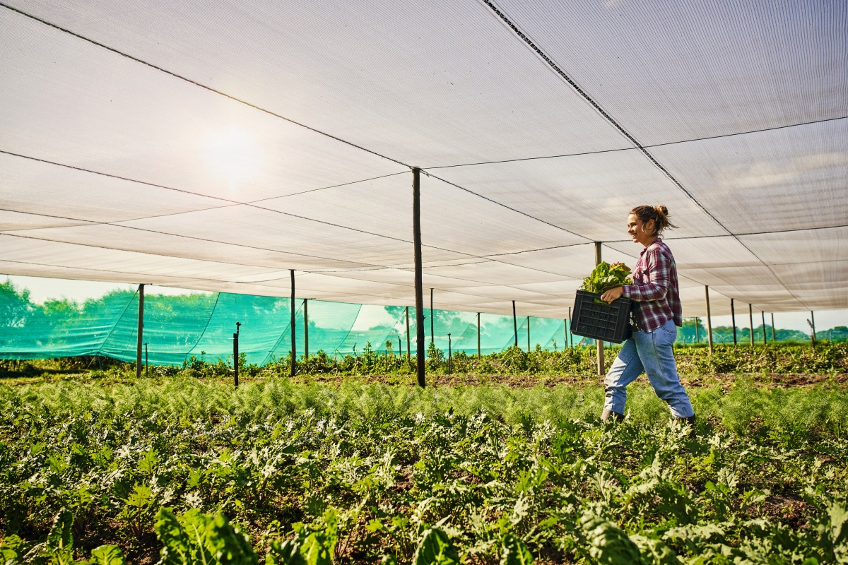 Eine Frau trägt einen Korb frisch geernteten Salat durch eine Plantage.