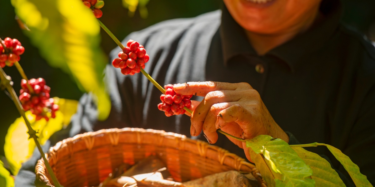 Eine Farmarbeiterin erntet reife Kaffeebohnen.