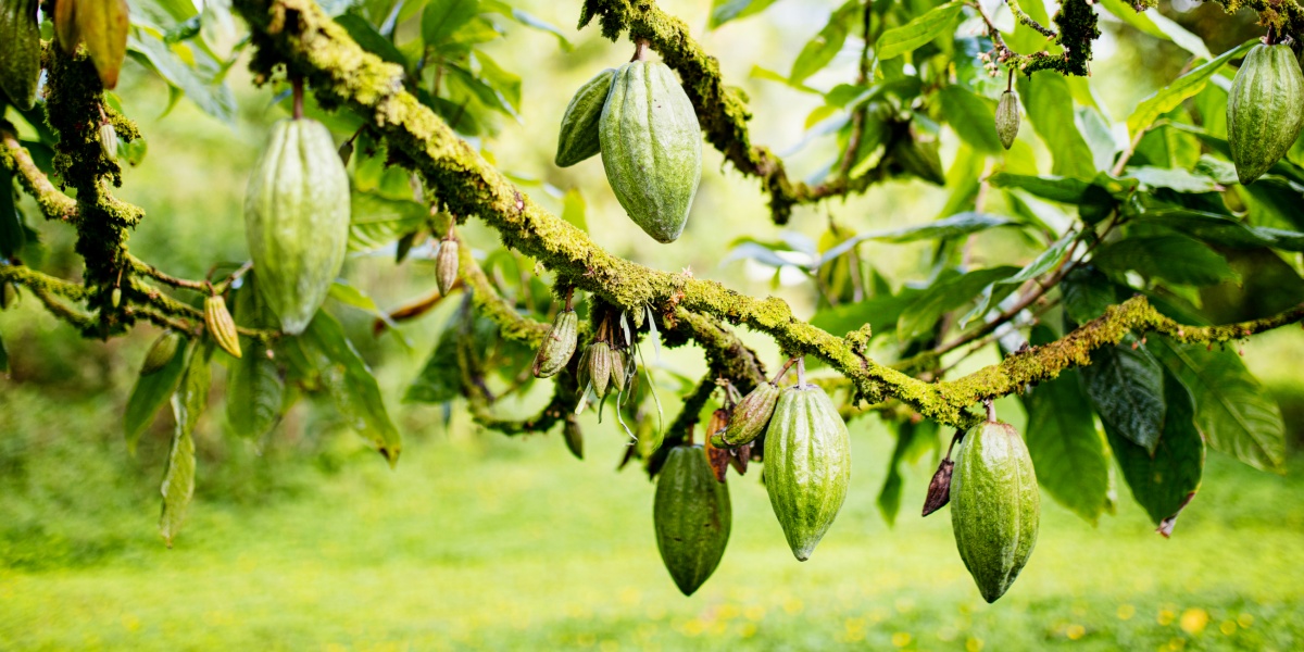 Kakaofrüchte hängen an einem Ast.