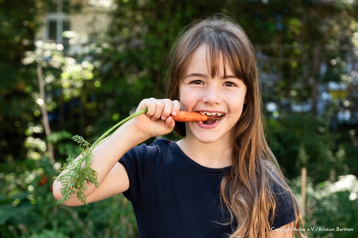 Ein Mädchen beißt in eine frisch geerntete Möhre.