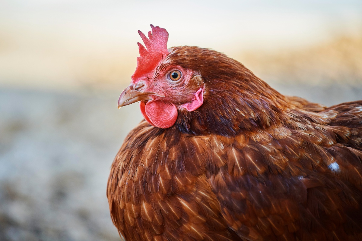 Nahaufnahme einer braunen Henne.