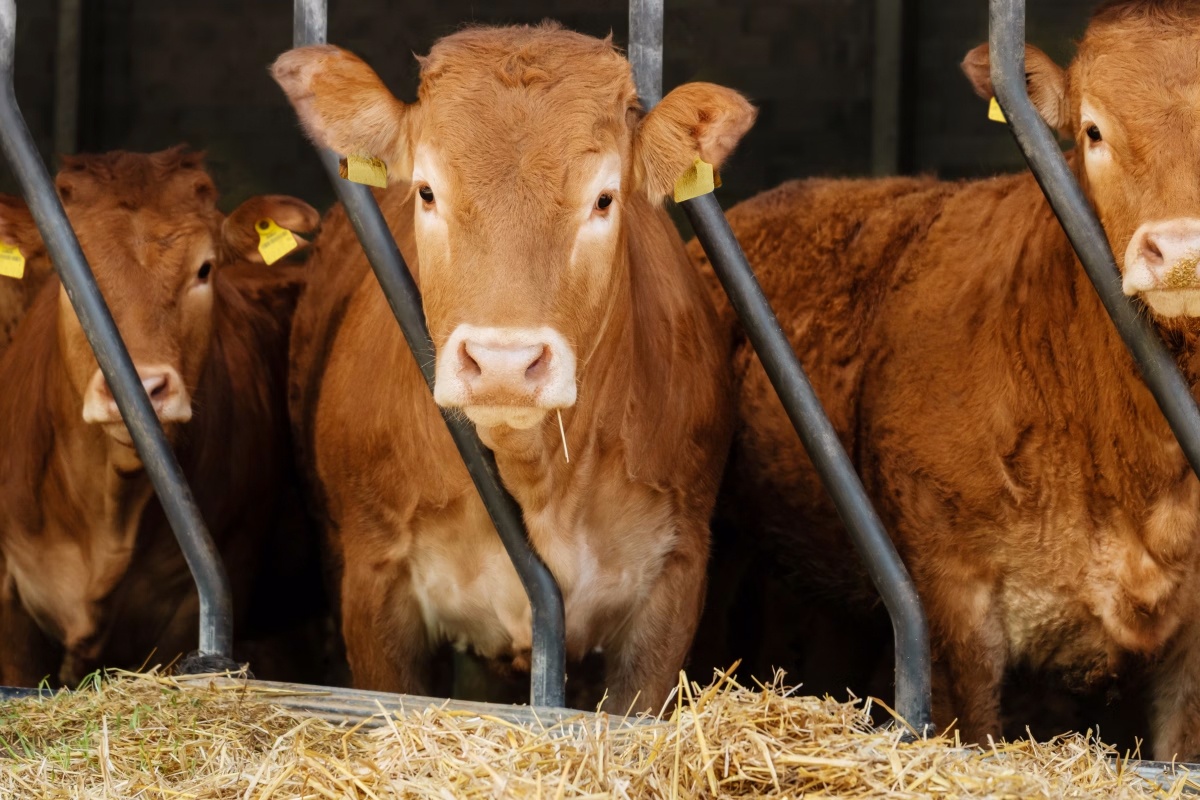 Junge Bullen und Färsen stehen am Futtertrog.