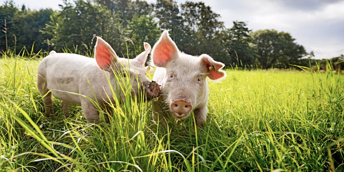 Ferkel auf grüner Wiese
