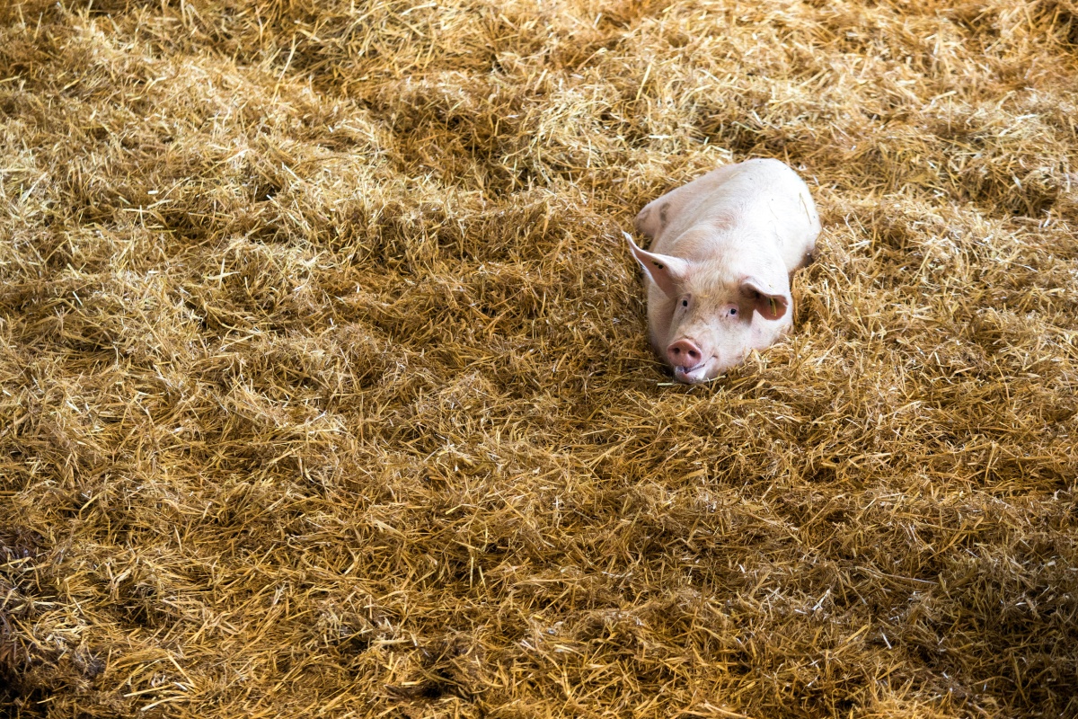 Schwein liegt entspannt auf einer dicken Schicht Stroh in einem Stall.