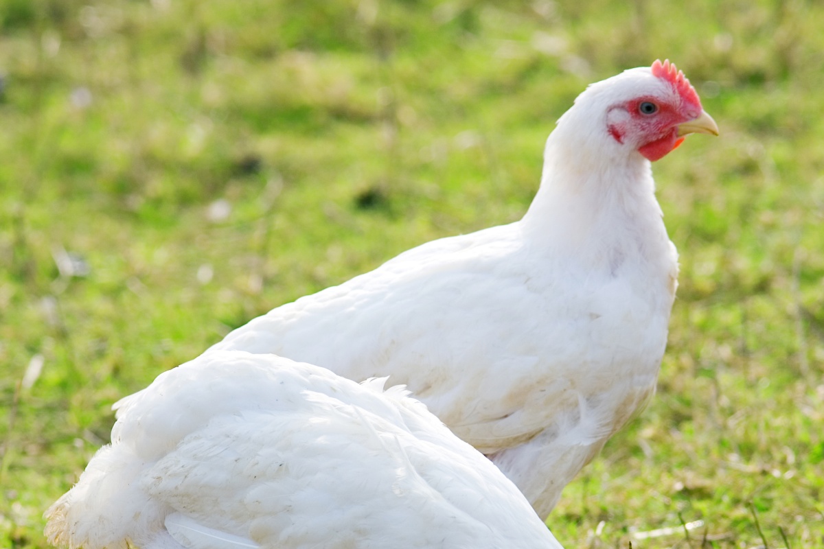 Weißes Huhn steht auf grünem Gras und blickt aufmerksam zur Seite.