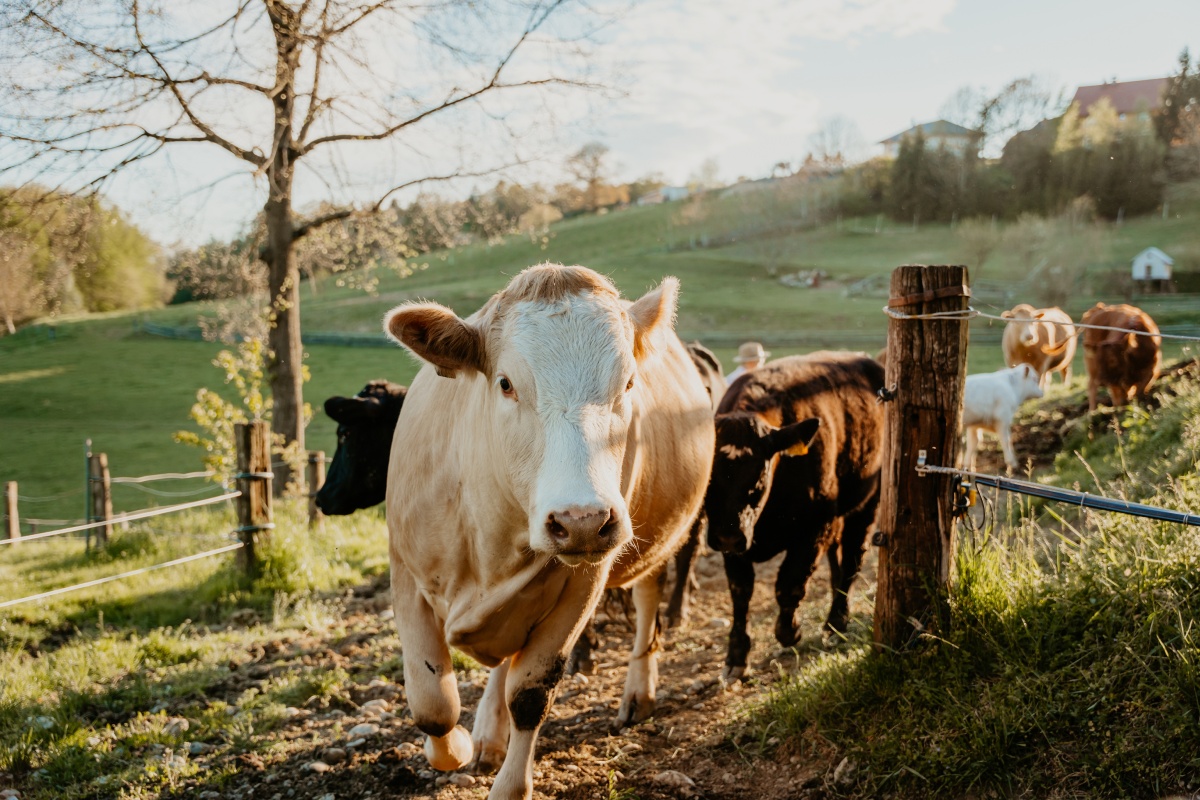 Rinder auf dem Weg vom Stall zur Weide