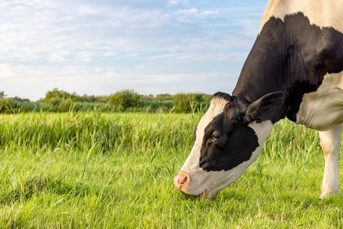 schwarz-weiß gefleckte Milchkuh frisst Gras auf der Weide
