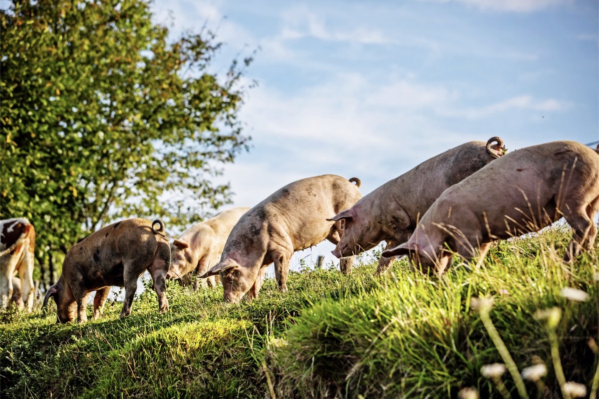 Eine Gruppe von Schweinen grast auf saftiger Wiese