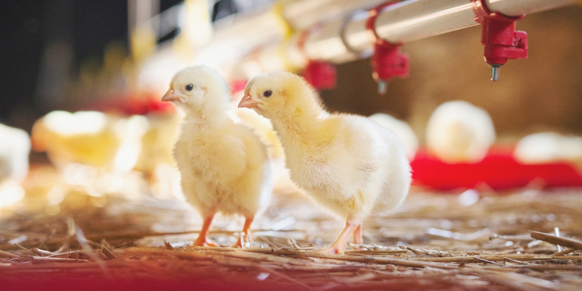 Küken stehen an einem Trinknapf im Stall.