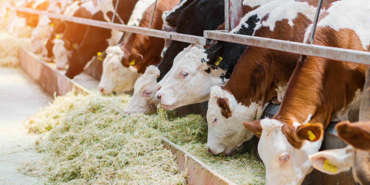 Kühe fressen nebeneinander aus einem langen Futtertrog.