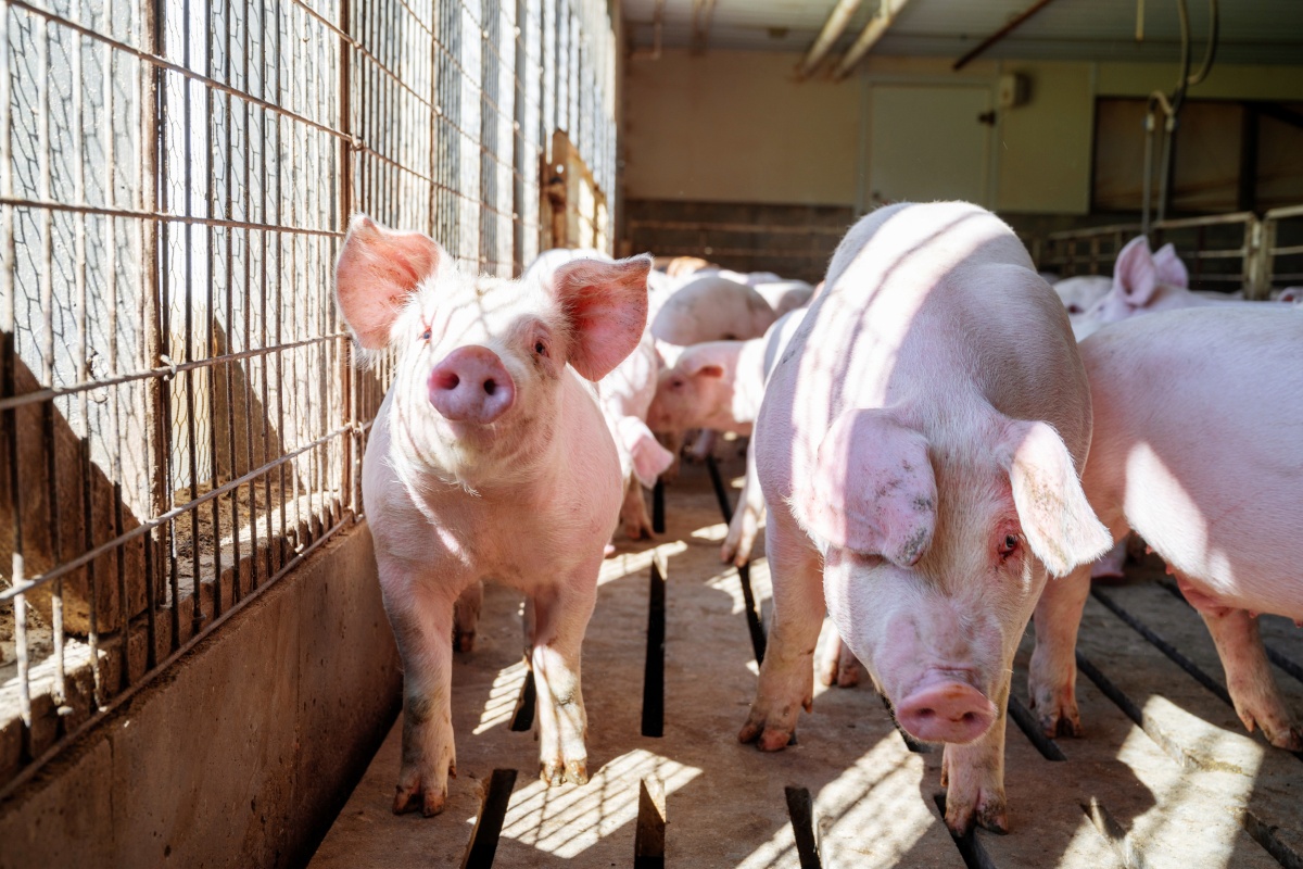 Schweine sonnen sich in einem Stall.