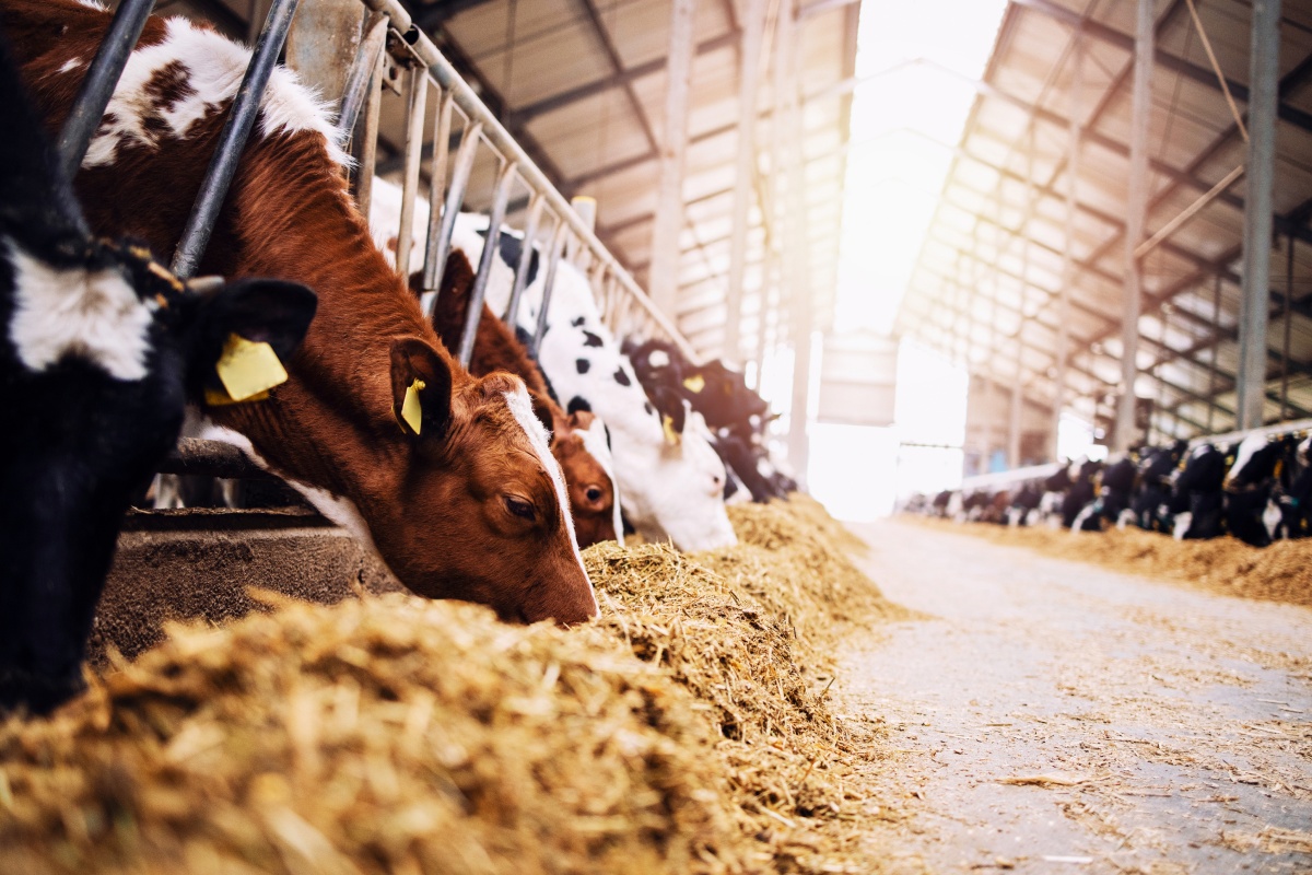 Kühe fressen nebeneinander Stroh in einer großen Halle.