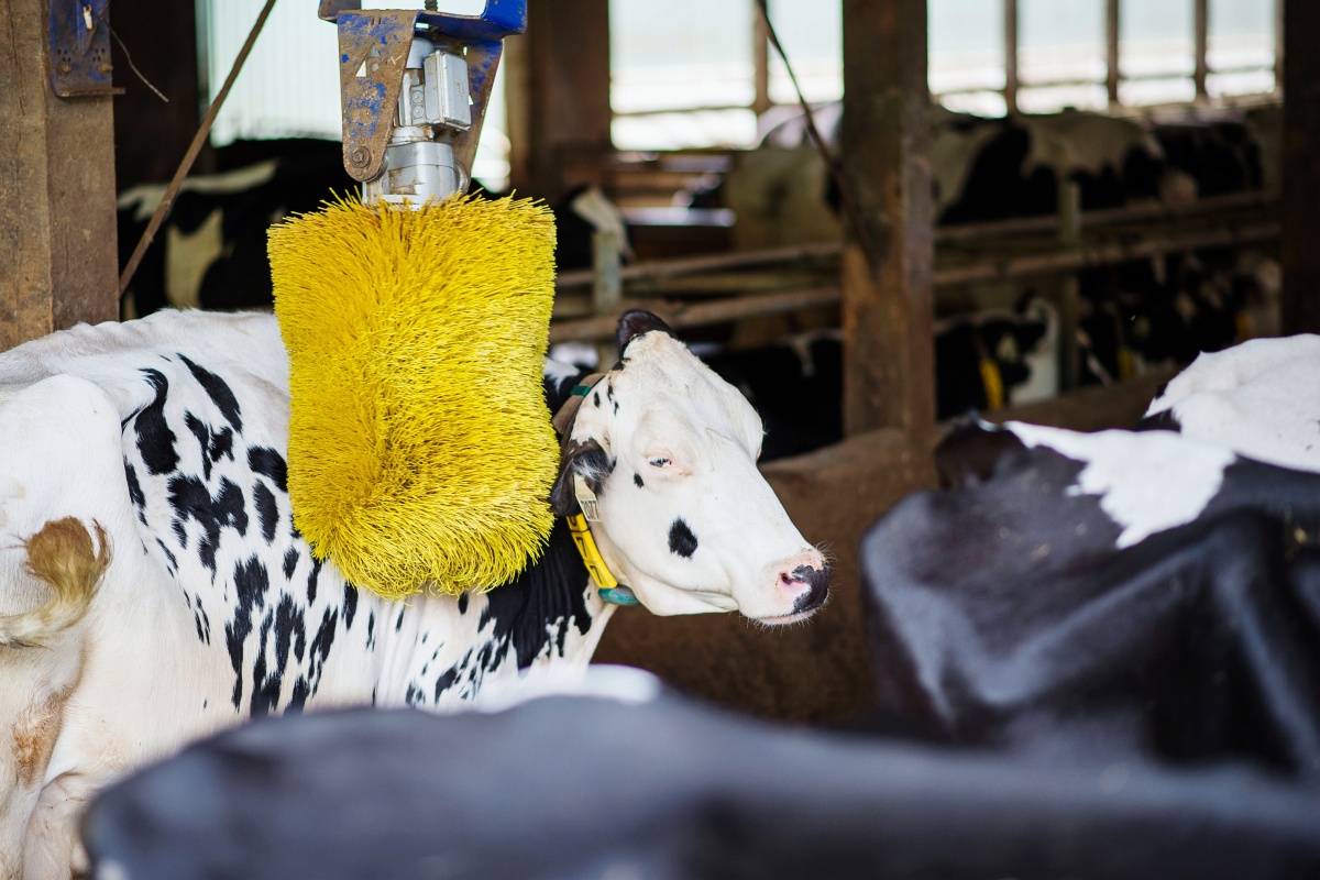 Ein Milchkuh genießt die Massage einer Kratzbürste im Stall.