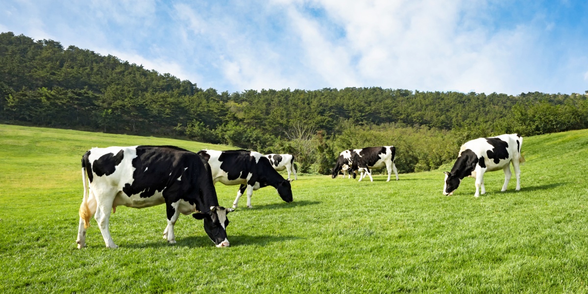 Kühe stehen auf einer Wiese.