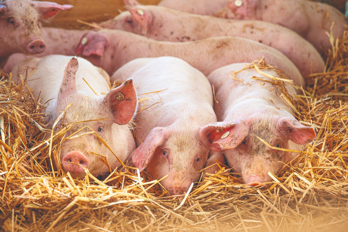 Eine Gruppe von Schweinen liegt gemeinsam auf einem frischen Haufen Stroh.