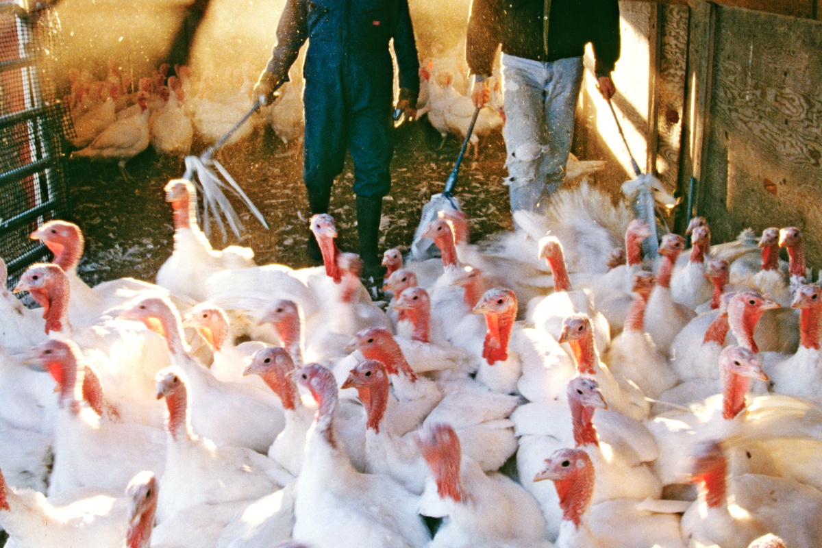 Puten im Premium Stall