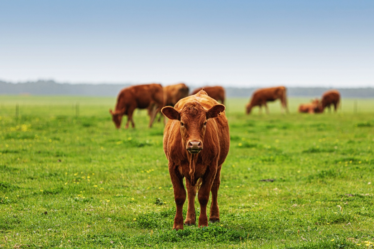 Eine Nahaufnahme eines neugierigen Jungbullen auf eienr grünen Wiese.