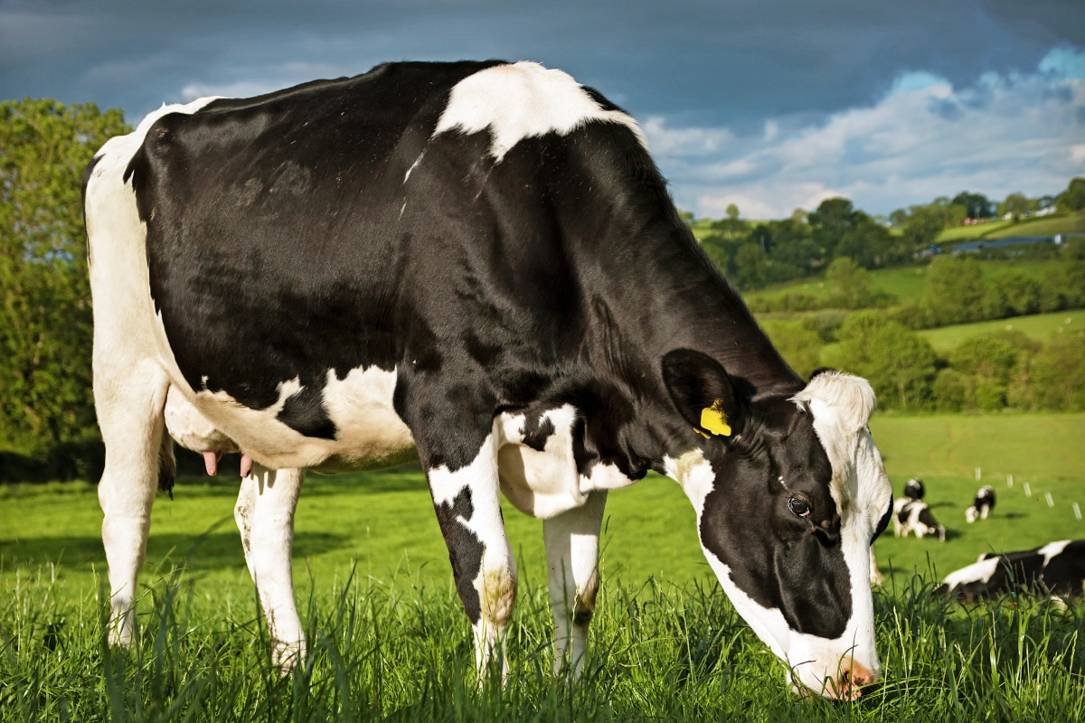 Eine Milchkuh frisst Gras auf einer Weide.