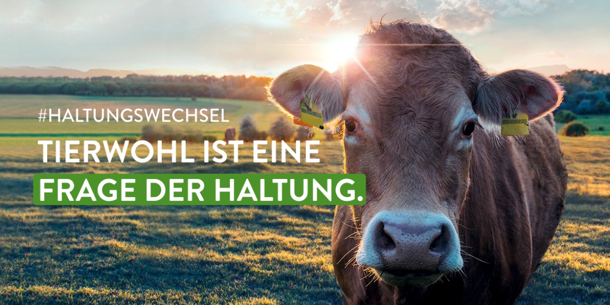 Nahaufnahme einer Kuh bei Sonnenaufgang.