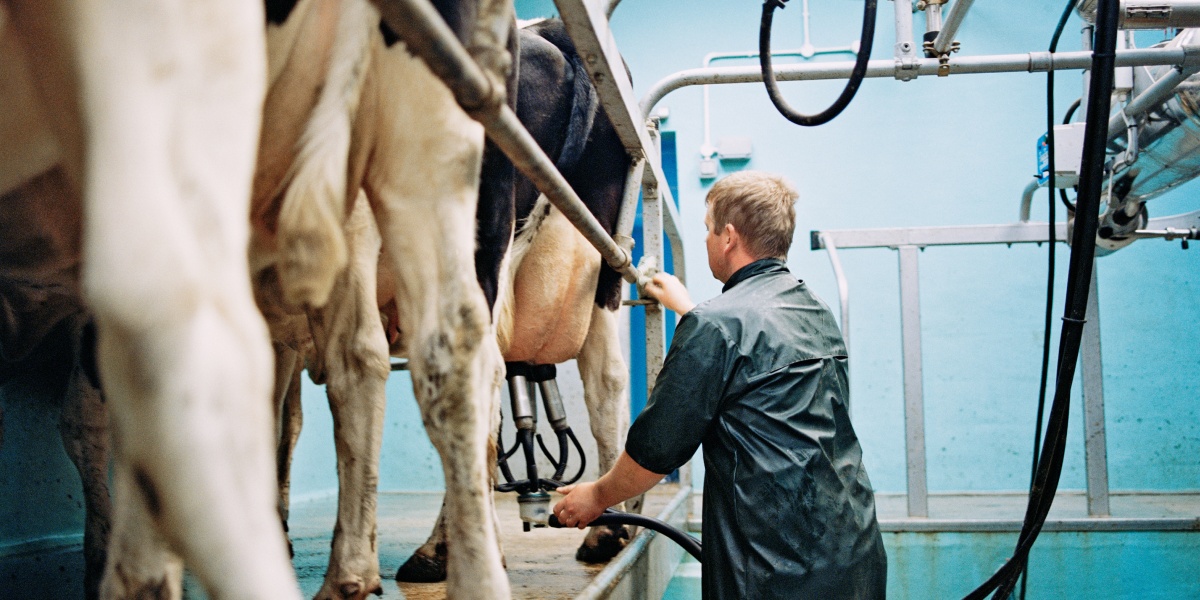 Ein Landwirt beginnt gerade seine Kühe zu melken.