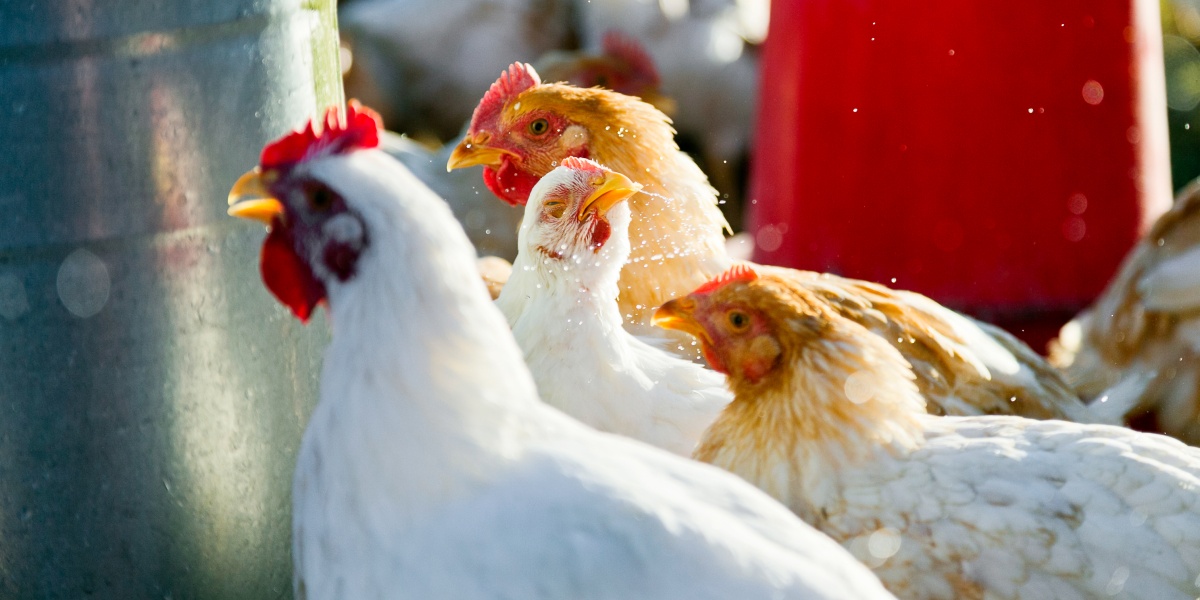 Eine Gruppe von Hühnern an einer Futterstelle.