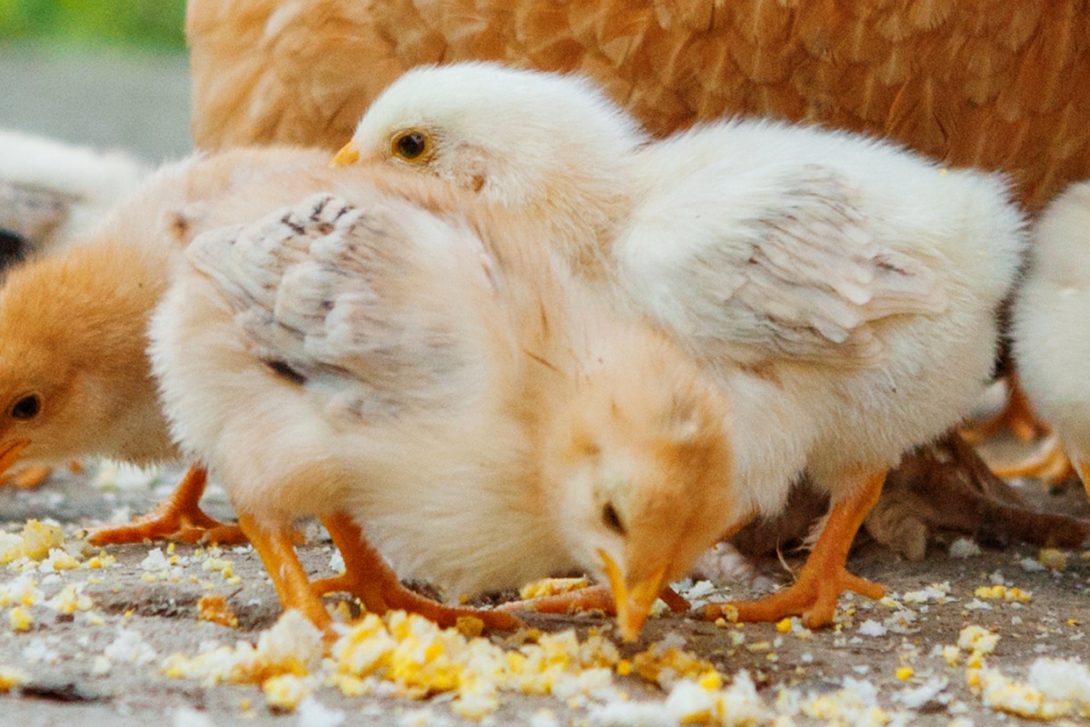 Männliche Küken picken gemeinsam geschrotetes Korn.
