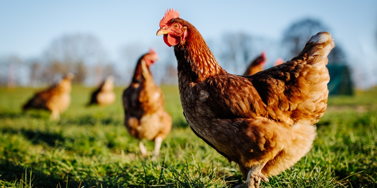 Goldbraun gefiederte Hühner stehen auf einer Grünfläche.