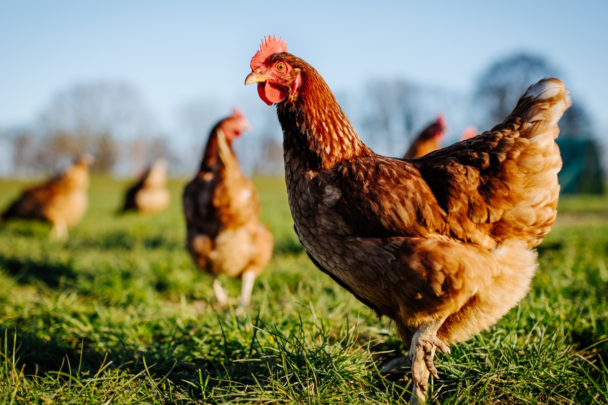 Goldbraun gefiederte Hühner stehen auf einer Grünfläche.