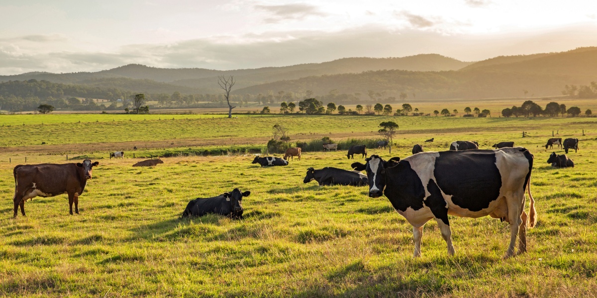 Eine Kuhherde ist bei Sonnenuntergang auf einer Weide.