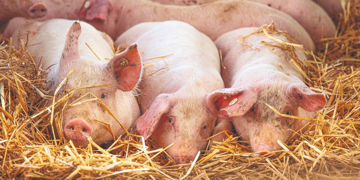 Mehrere kleine Ferkel liegen im Stroh.