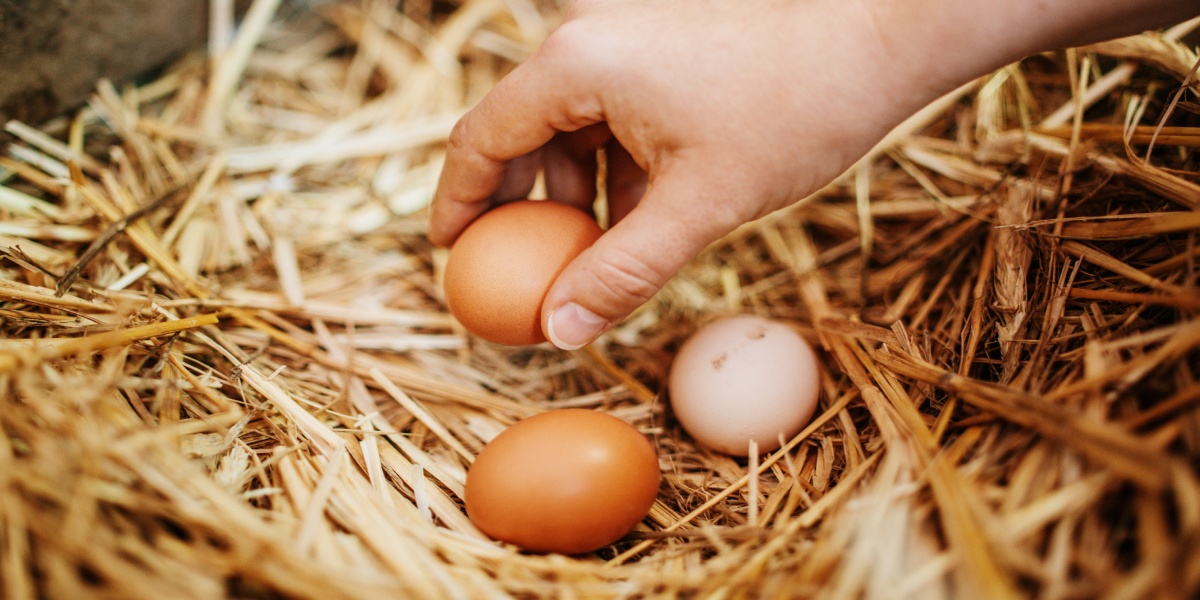 Eine Hand greift nach frisch gelegten Eiern im Heu