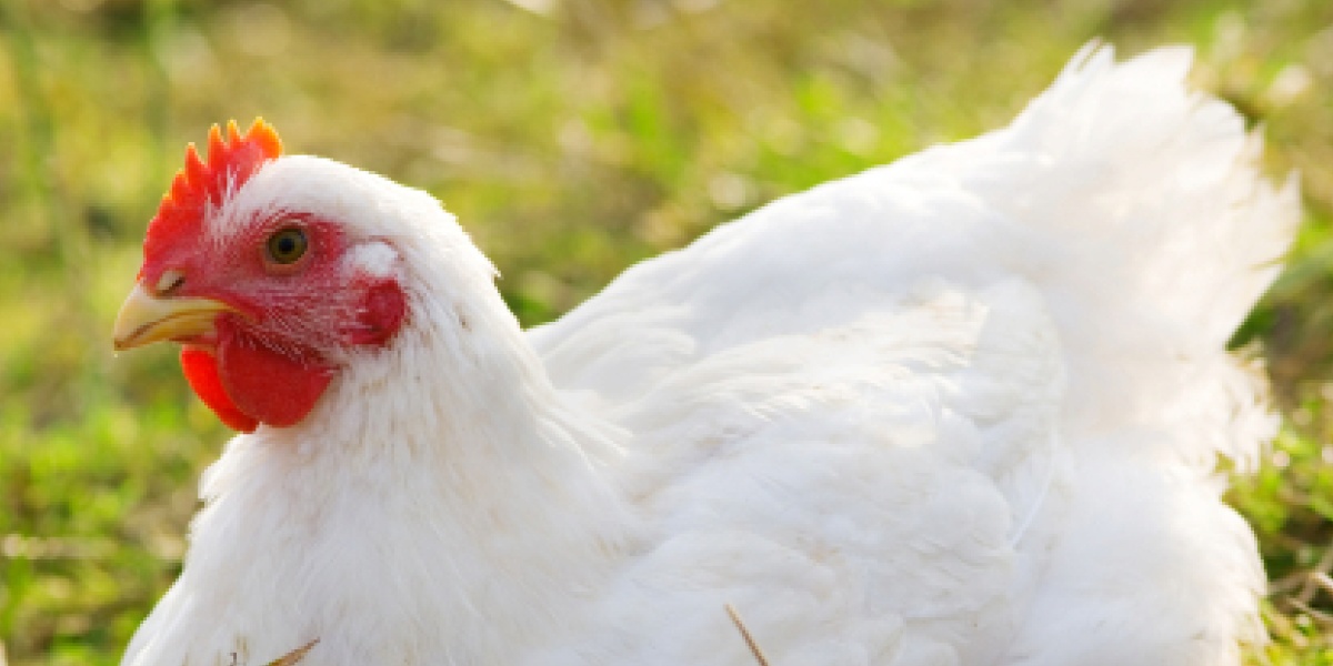 Ein weiß gefiedertes Huhn sitzt im Gras.
