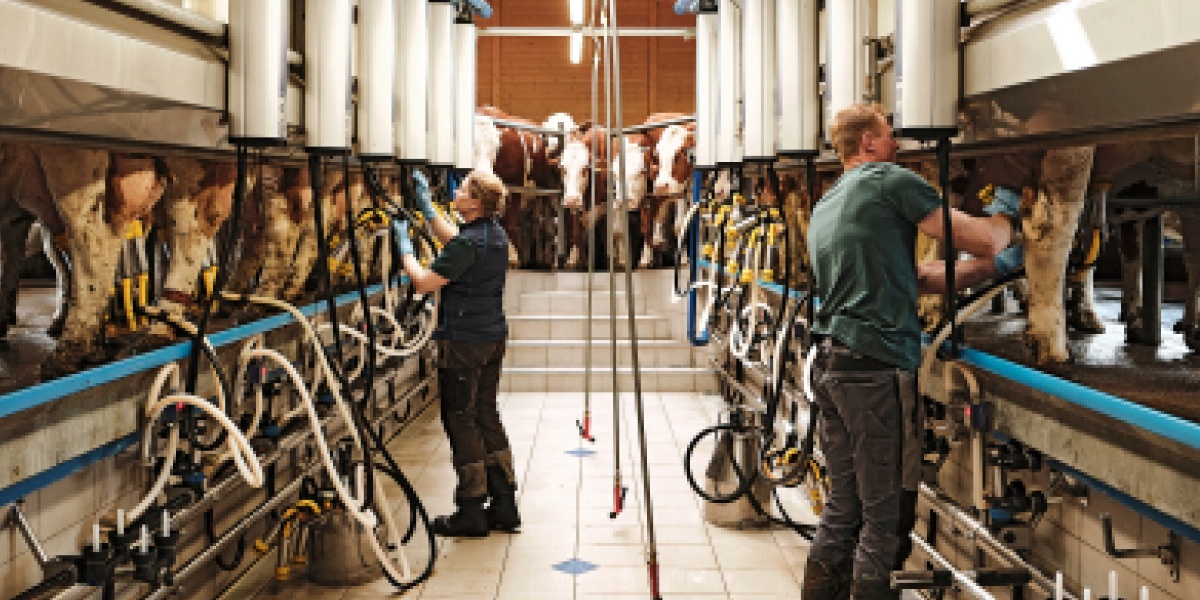 In einem Melkbetrieb werden die Kühe nebeneinander gemolken.