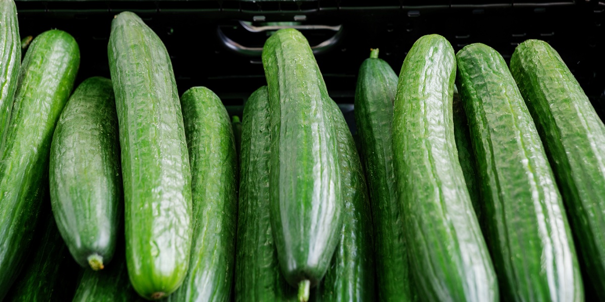 Unverpackte Salatgurken liegen im Verkaufsregal.