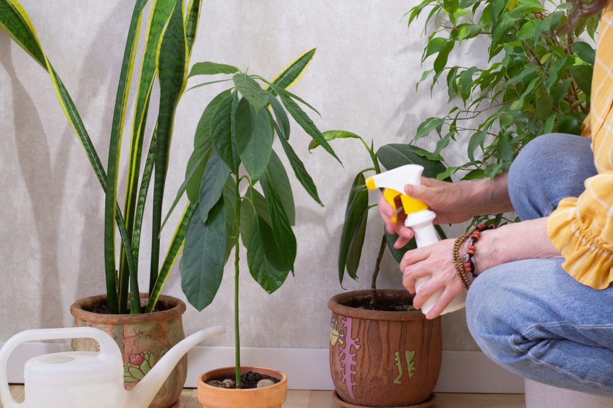 Eine Frau sprüht eine Avocadopflanze mit Wasser an.