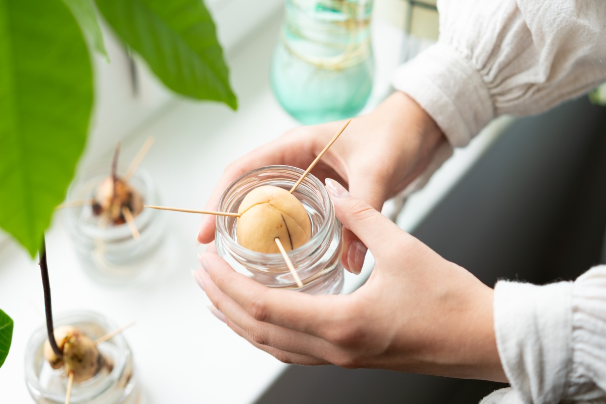 Eine Frau hält ein Wasserglas mit einem Avocadokern in der Hand.