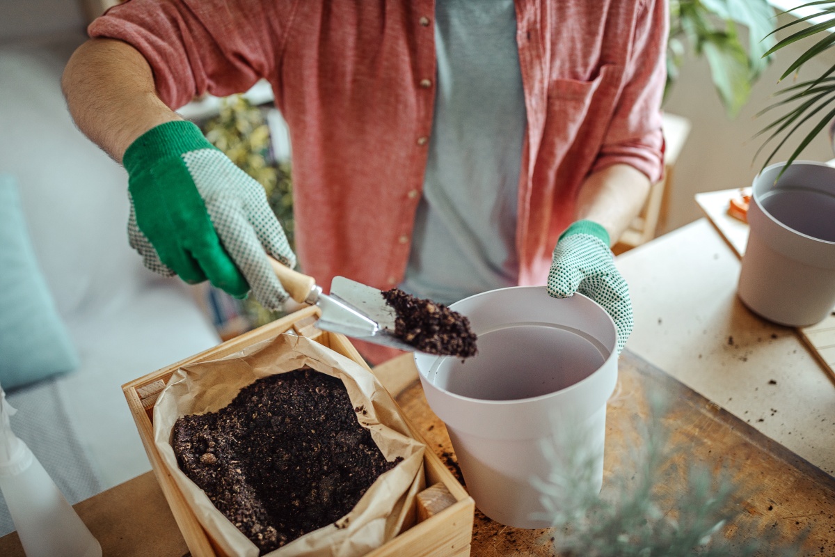Jemand gibt frische Erde in einen Topf, um eine Avocadopflanze einzutopfen.