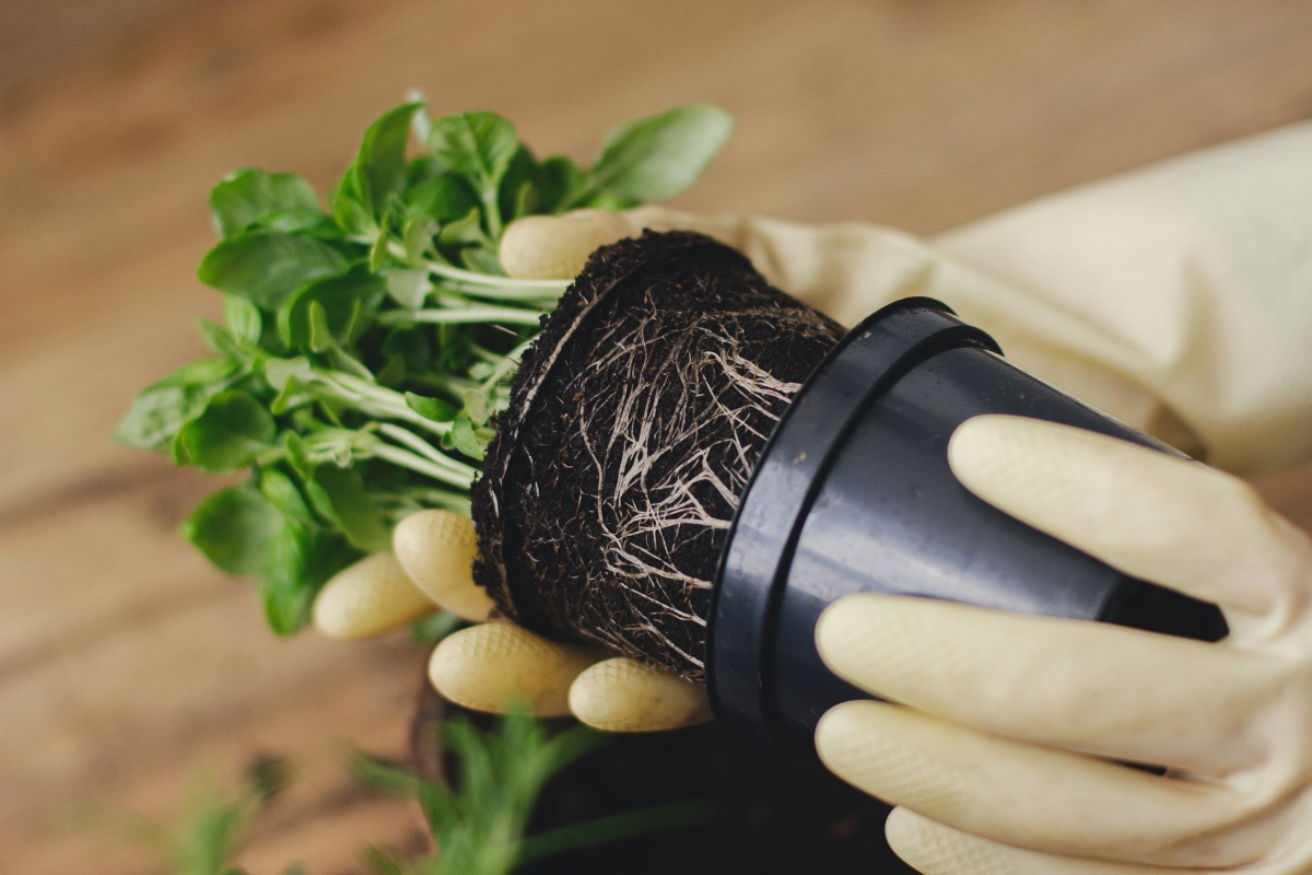 Eine Person mit Gartenhandschuhen nimmt eine Pflanze vorsichtig aus einem Topf.