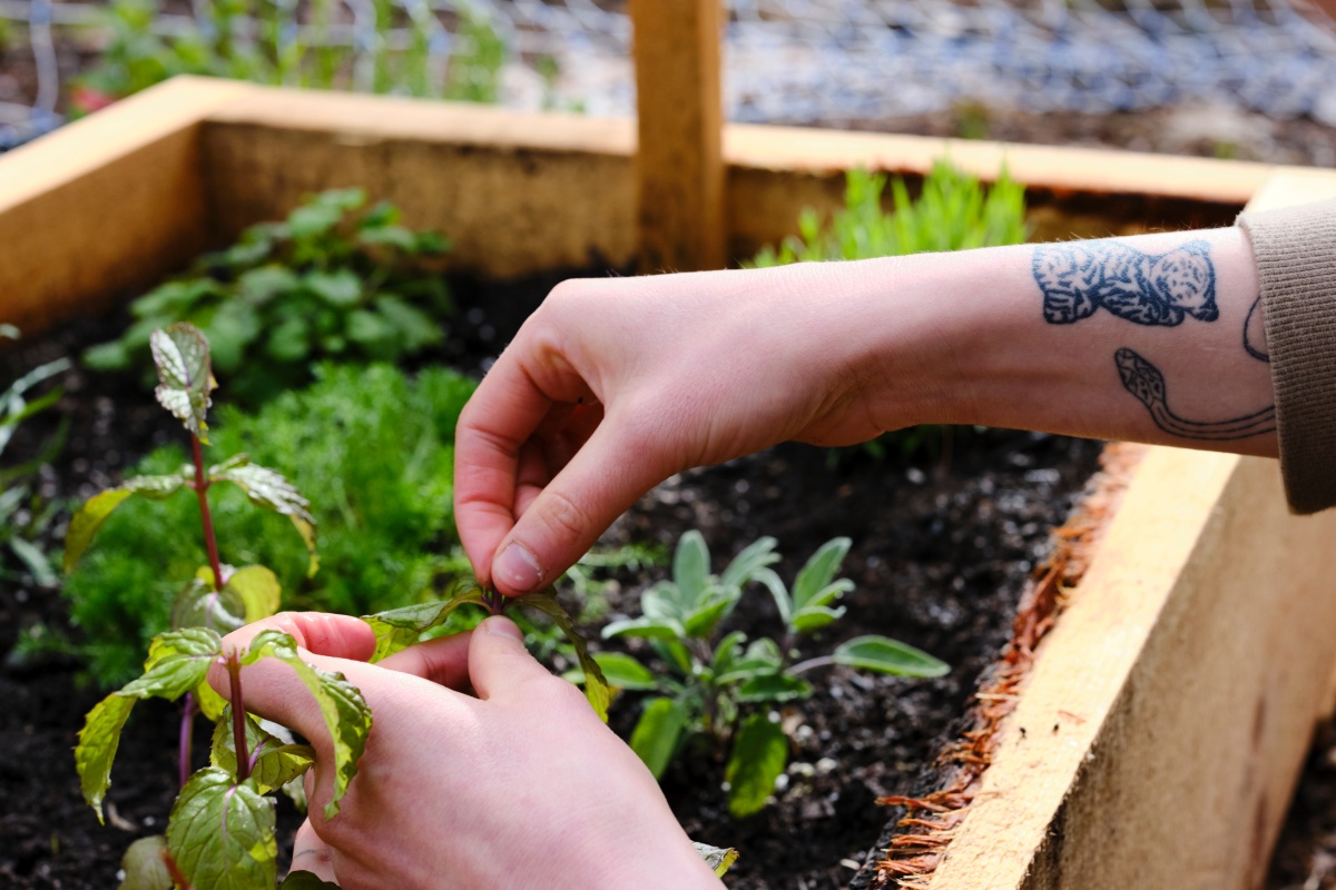 Eine Person erntet Kräuter aus einem Hochbeet.