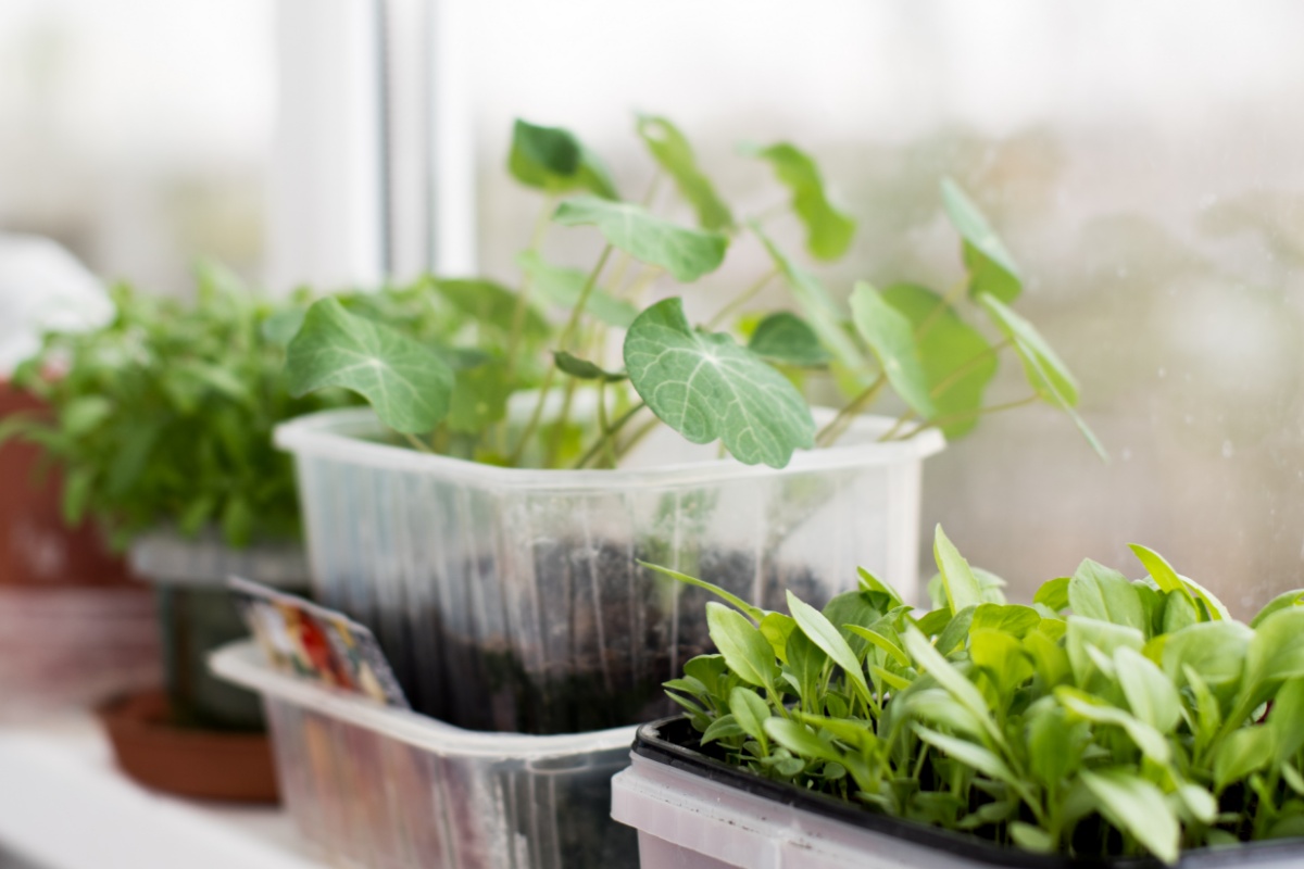 Aus Plastikschalen herauswachsende Stecklinge auf einer Fensterbank.