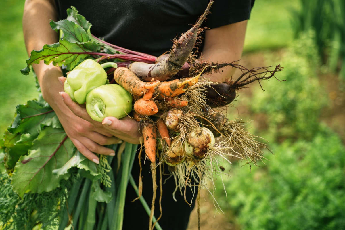 Person von der Brust abwärts trägt frisch geerntetes Gemüse, im Hintergrund unscharf Beet und Gras.