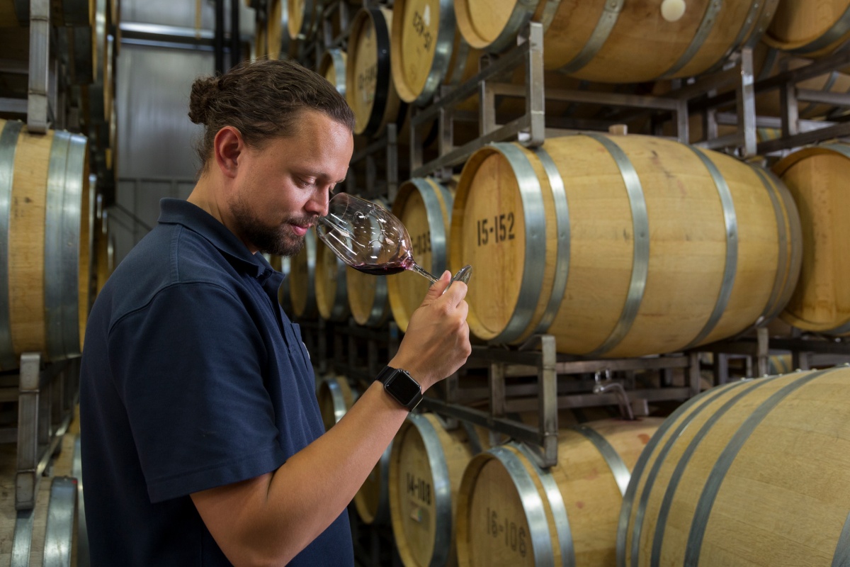 Ein Winzer prüft die Qualität des Rotweins, indem er in das Rotweinglas riecht. Hinter ihm gestapelte Weinfässer.