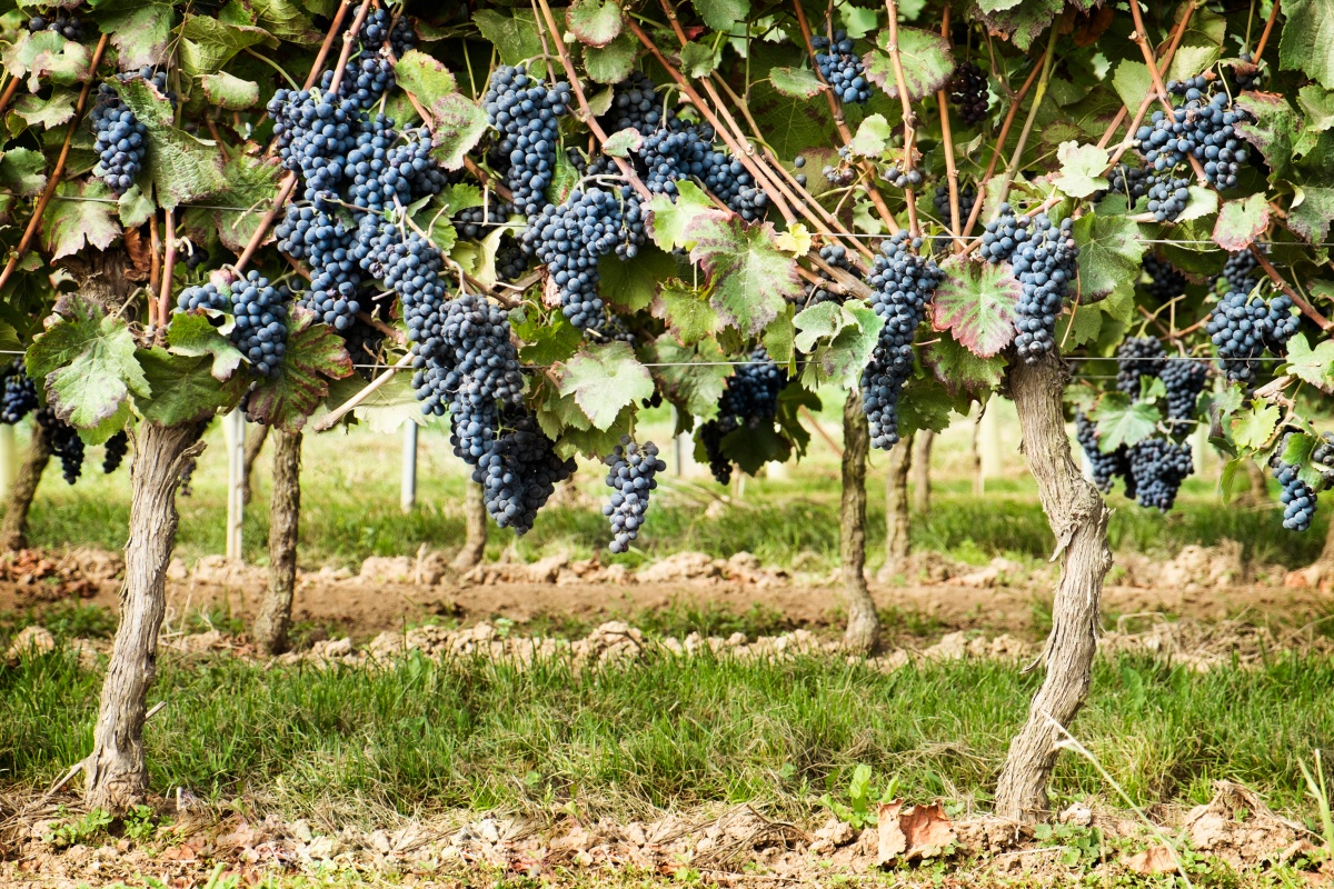 Dunkle Trauben hängen an den Reben in einem Anbaugebiet für Wein.