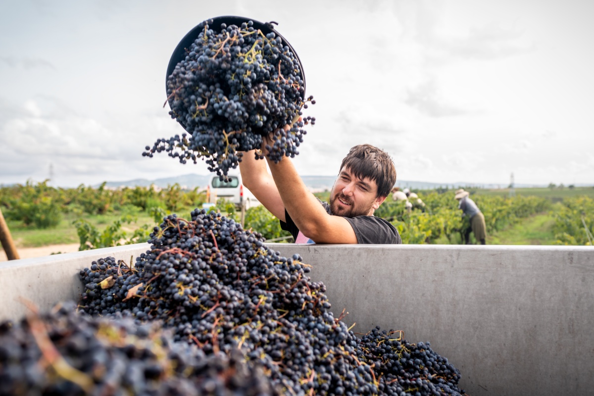 Ein Mann schüttet die frisch gelesenen roten Trauben in einen großen Behälter.