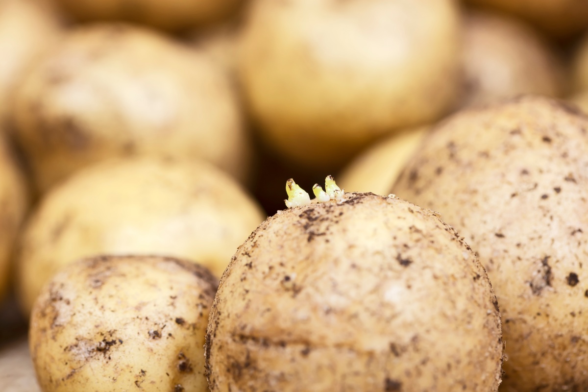 Nahaufnahme von keimenden Kartoffeln mit Erde.