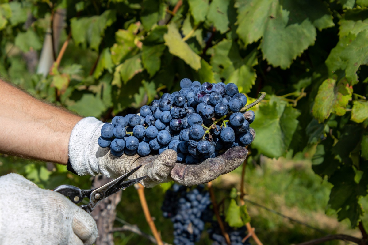 Nahaufnahme wie jemand mit Handschuhen im Weinberg dunkle Weintrauben mit Hilfe einer Schere erntet.