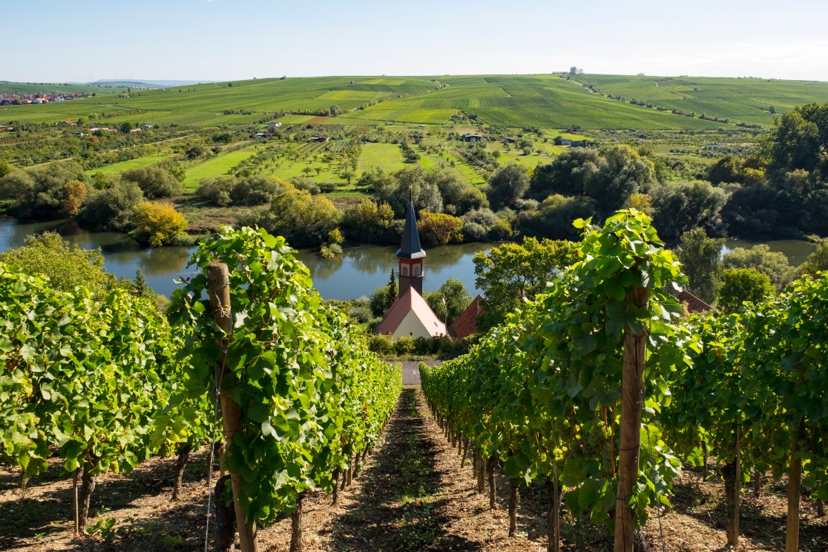 Weinberge in Franken mit Reben und Kirche am Flussufer, umgeben von grüner Landschaft und blauem Himmel.